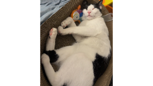 Lost Pet: Ace
