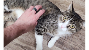 Lost Pet: Sage