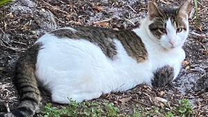 Lost Pet: Dustin