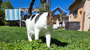 Lost Pet: Renn