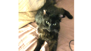 Lost Pet: Gus