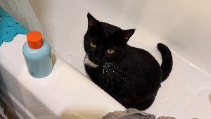 Lost Pet: Spooky