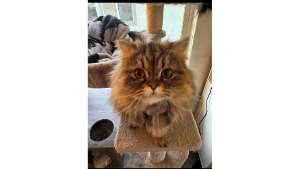 Lost Pet: Theodore
