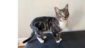 Lost Pet: Bean