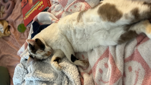 Lost Pet: Poppyseed