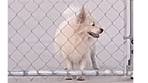 Lost Pet: Tito
