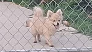 Lost Pet: Rocket