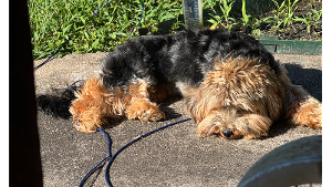 Lost Pet: Lilly