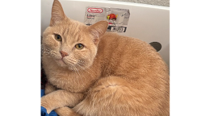 Lost Pet: Arizona