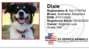 Lost Pet: Dixie