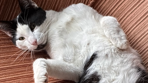Lost Pet: Oreo