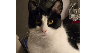 Lost Pet: French Silk Pie