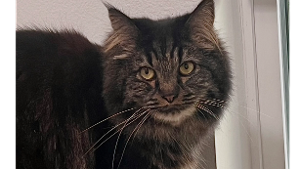 Lost Pet: Charlie