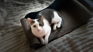 Lost Pet: Silver