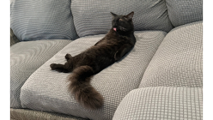 Lost Pet: Jojo / Pumpkin