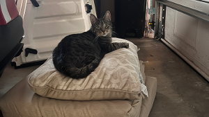 Lost Pet: Roger