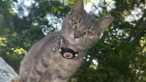 Lost Pet: Stormi