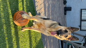 Lost Pet: Ace