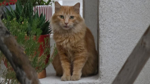 Lost Pet: Fiona