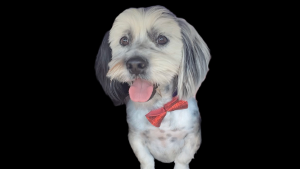 Lost Pet: Loki Erazo