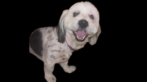 Lost Pet: Thor Erazo