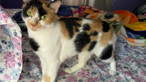 Lost Pet: Marcy