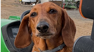 Lost Pet: Lolo