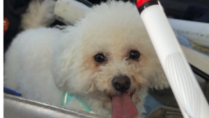 Lost Pet: Arlo