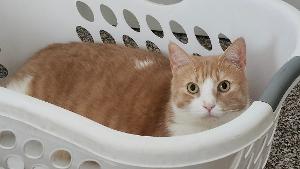 Lost Pet: Michael