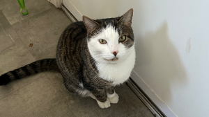 Lost Pet: Jon Don