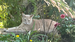 Lost Pet: Hellboy