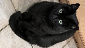 Lost Pet: JJ