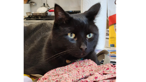 Lost Pet: Macaroni Berl