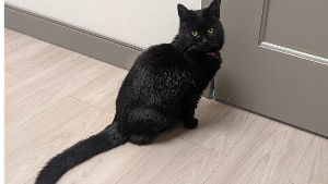 Lost Pet: Skitz