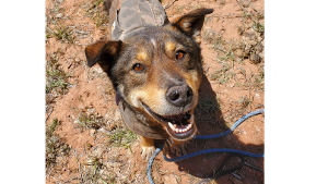 Lost Pet: Otis