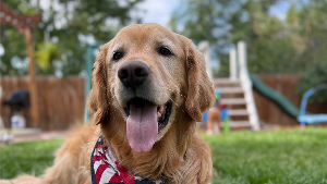 Lost Pet: Theodore