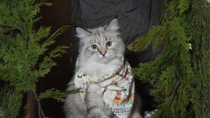 Lost Pet: Miso