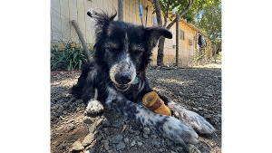Lost Pet: Kayla