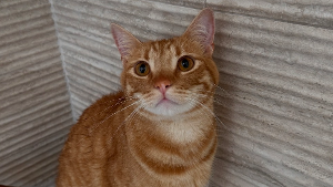 Lost Pet: Meatball