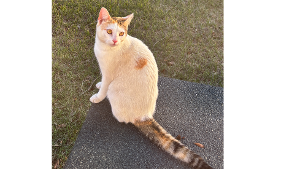 Lost Pet: Baby