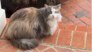 Lost Pet: Mo