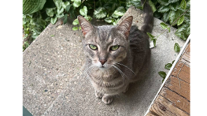 Lost Pet: Meowy