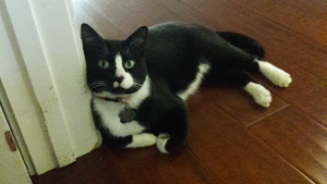 Lost Pet: Orion