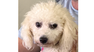 Lost Pet: Teide