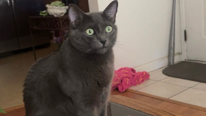 Lost Pet: Rick