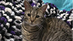 Lost Pet: Dusty