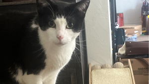Lost Pet: Lucky Duck