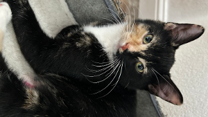 Lost Pet: Nadia