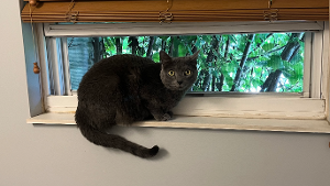 Lost Pet: Betty White