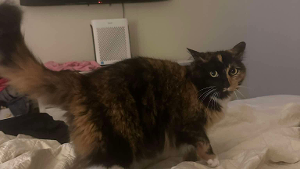 Lost Pet: Margo